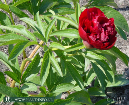 Paeonia o. &#039;Rubra Plena&#039; P11