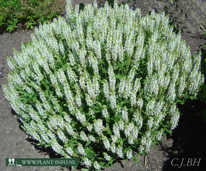 Salvia nemorosa &#039;Schneehuegel&#039; P9