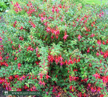 Fuchsia &#039;Mrs Popple&#039; P9