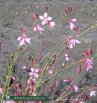 Gaura lin. &#039;Siskyou Pink&#039; P9