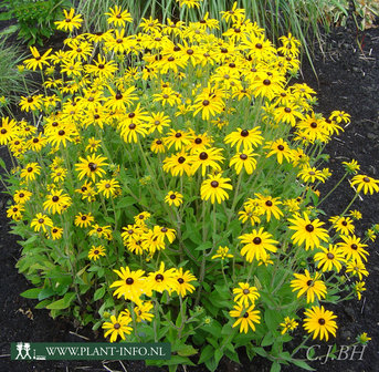 Rudbeckia fulgida deamii P9