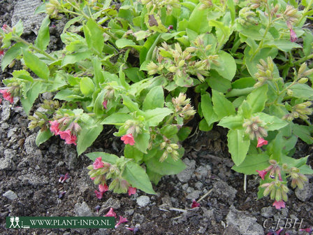 Pulmonaria rubra &#039;Redstart&#039; P9