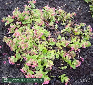 Pulmonaria rubra &#039;Redstart&#039; P9