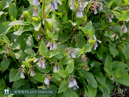 Symphytum gra. &#039;Wisley Blue&#039; P9