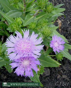 Stokesia laevis P9