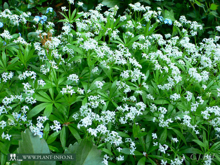 Galium odoratum P9