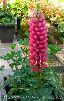 Lupinus &#039;Gallery Red&#039; P9