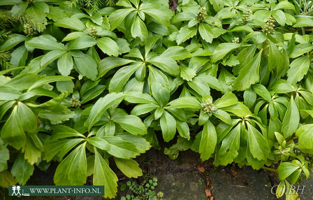 Pachysandra terminalis P9