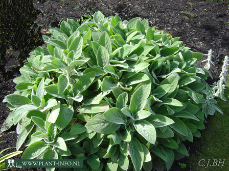 Stachys byzantina &#039;Big Ears&#039; P9