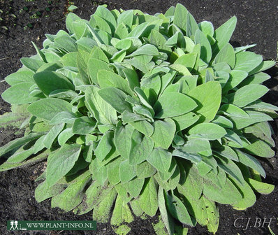 Stachys byzantina &#039;Cotton Boll&#039; P9