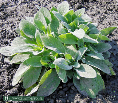 Stachys byzantina &#039;Cotton Boll&#039; P9