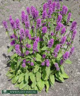 Stachys monnieri &#039;Hummelo&#039; P9