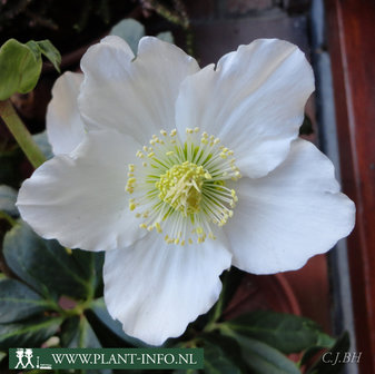 Helleborus niger P9