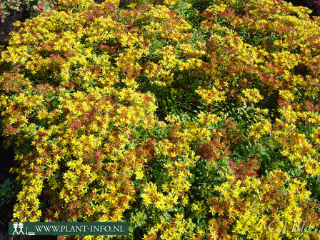 Sedum flo. &#039;Weihenstephaner Gold&#039; P9