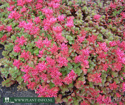 Sedum spurium &#039;Fuldaglut&#039; P9