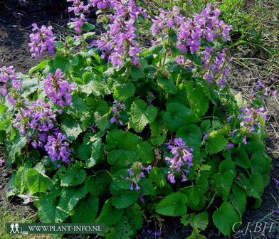 Stachys grandiflora &#039;Superba&#039; P9