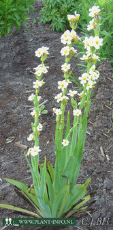 Sisyrinchium striatum P9