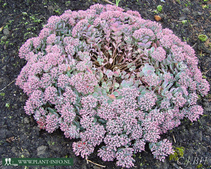 Sedum cauticola &#039;Lidakense&#039; P9