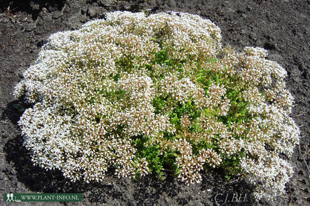 Sedum album &#039;Coral Carpet&#039; P9