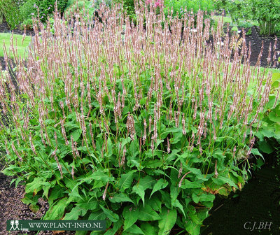 Persicaria amp. &#039;Rosea&#039; P9