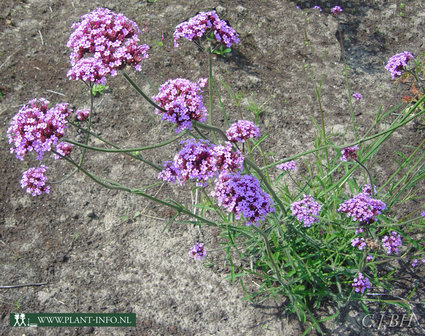 Verbena bonariensis P9