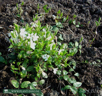 Vinca minor &#039;Alba&#039; P9