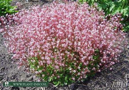 Saxifraga ur. &#039;Clarence Elliott&#039; P9