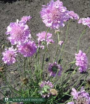 Scabiosa col. &#039;Pink Mist&#039; P9