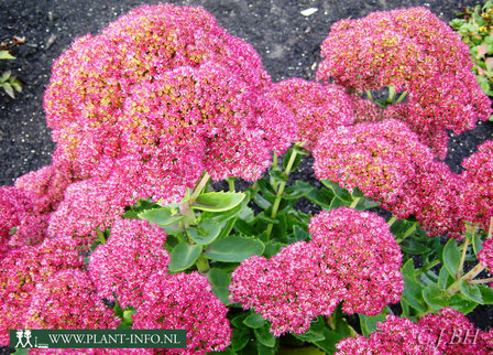 Sedum &#039;Herbstfreude&#039; P9