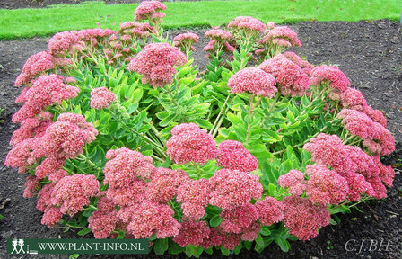 Sedum &#039;Herbstfreude&#039; P9