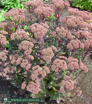 Sedum &#039;Matrona&#039; P9