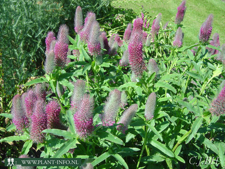 Trifolium rubens P9