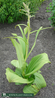 Veratrum californicum P9