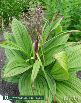 Veratrum nigrum P9