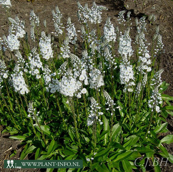 Veronica gentianoides &#039;Pallida&#039; P9