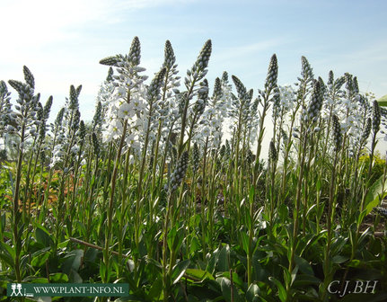 Veronica gentianoides &#039;Pallida&#039; P9