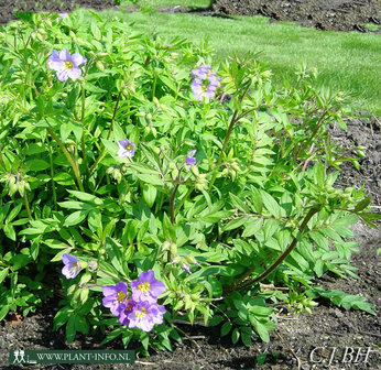 Polemonium cae. &#039;Lambrook Mauve&#039; P9