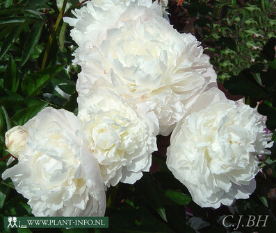 Paeonia &#039;Shirley Temple&#039; P11