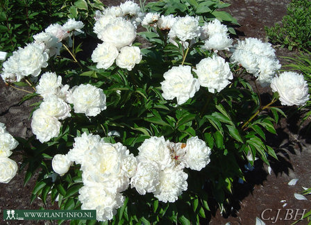 Paeonia &#039;Shirley Temple&#039; P11