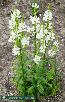 Physostegia vir. &#039;Summer Snow&#039; P9