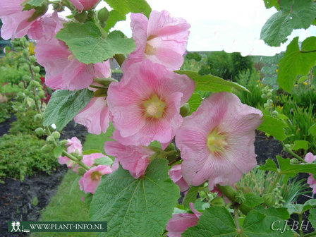 Alcea ficifolia P9