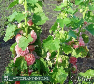 Alcea rosea &#039;Charter&#039;s Double&#039;, roze P9