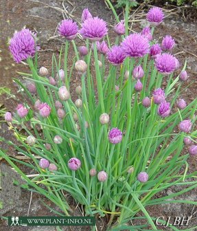 Allium schoenoprasum P9