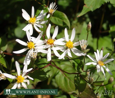 Aster divaricatus P9