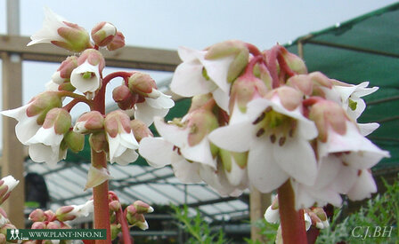 Bergenia &#039;Silberlicht&#039; P9