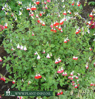 Salvia microphylla &#039;Hotlips&#039; P9