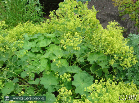 Alchemilla mollis &#039;Senior&#039; P9