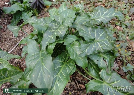 Arum italicum P9