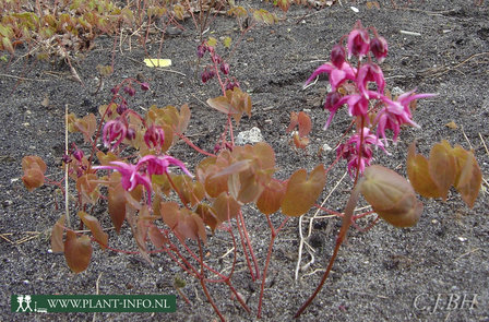 Epimedium gra. &#039;Rose Queen&#039; P9