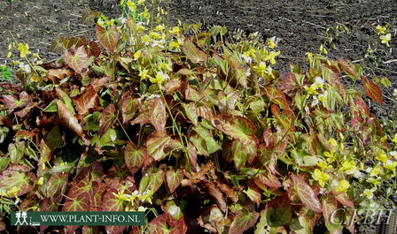 Epimedium per. &#039;Frohnleiten&#039; P9